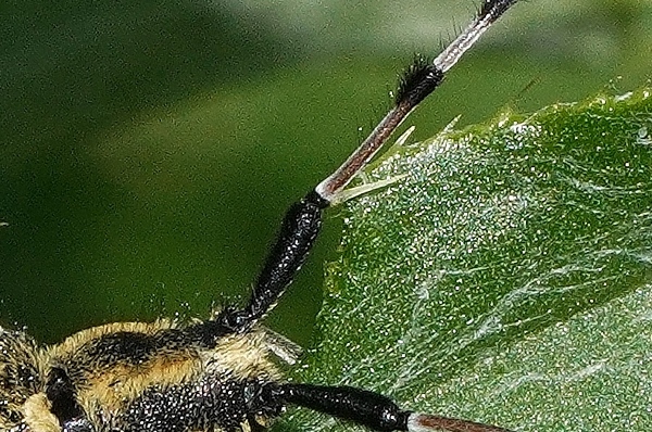 Cerambycidae: Agapanthia sicula malmerendii